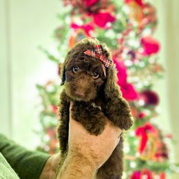 Brownie - Brown female Bernedoodle puppy in Russell Springs, Kentucky from 270 Doodles