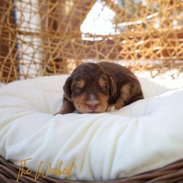 The weekend - Phantom male Bernedoodle puppy in from Little Golden Farm