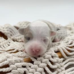 Woody - 1800 Full Fluffy - Red male Pembroke Welsh Corgi puppy in Rozet, Wyoming from Hayday Ranch Corgis
