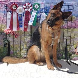 German Shepherd and Golden Retriever Puppies from Abbeys Golden Retriever  and German Shepherd Puppies