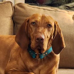 Honey - Vizsla