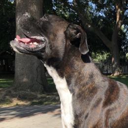 Tyson - Boxer