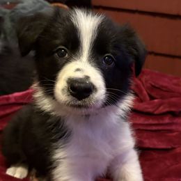 Clam Cake - Black and white female Border Collie puppy in Coventry, Rhode Island from Michelle's Border Collies