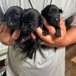 Boy 4 - Black male Labrador Retriever puppy in Jacksboro, Texas from J and D Retrievers