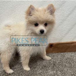Pua - White male Pomsky puppy in Littleton, Colorado from Pikes Peak Pomskies