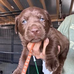 Orange - Chocolate male Labrador Retriever puppy in Newton Grove, North Carolina from Wayalife Labradors & Gsp’s