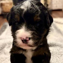 Blue boy - Tri-color male Bernedoodle puppy in Lake, Michigan from 3 King Doodles & Poodles