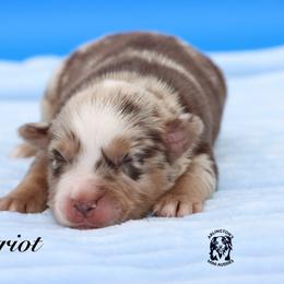 Patriot - Red merle male Miniature Australian Shepherd puppy in Weeki Wachee, Florida from Arlington's Mini Aussies