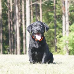 Labrador Retriever Puppies from Dry Pond Retrievers, LLC
