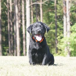 Labrador Retriever Puppies from Dry Pond Retrievers, LLC