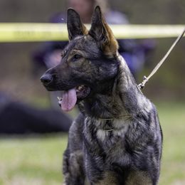Mika - German Shepherd