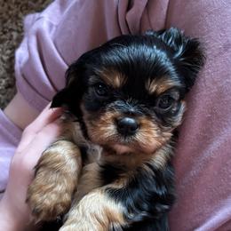 Bruce - Black and tan male Cavalier King Charles Spaniel puppy in Mcgregor, Minnesota from Country Cavaliers
