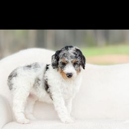 Goldendoodle and Poodle Puppies from Corbin’s Southern Curl’s