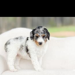 Goldendoodle and Poodle Puppies from Corbin’s Southern Curl’s