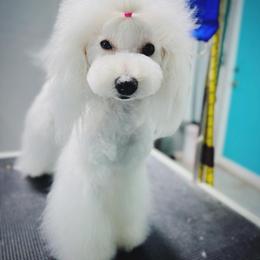 Dori - Poodle