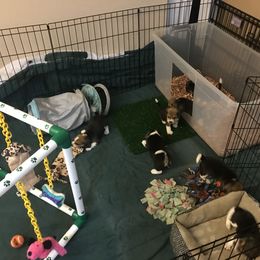 Beagle Puppies from Macushla Kennels