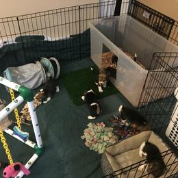 Beagle Puppies from Macushla Kennels