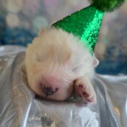 Green boy - White male Samoyed puppy in Elwell, Michigan from Limelight Samoyeds