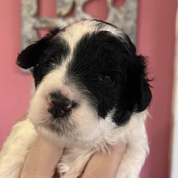 Girl 1 - Parti female Goldendoodle puppy in Placerville, California from New Dawn Poodles and Doodles