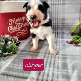 Border Collie Puppies from Stag Valley Homestead