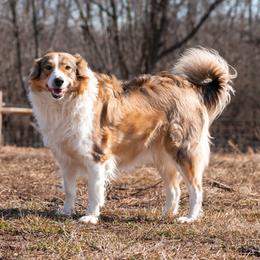 English Shepherds and Maremma Sheepdogs from Terra Vitae Farms English Shepherds / Maremma Sheepdogs
