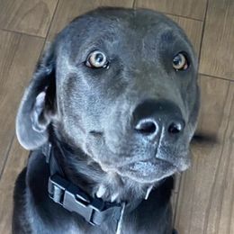 Dilute Retrievers and Labrador Retrievers from Rena’s Retrievers