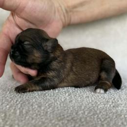 Sable boy 1 - Sable male Shih Tzu puppy in Newark, Ohio from Gemini Kennels