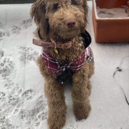 Goldendoodle All Grown Up from Lavender Field Doodles