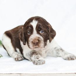 Sienna - Liver white and roan female English Springer Spaniel puppy in Atglen, Pennsylvania from Smokey Hollow Puppies