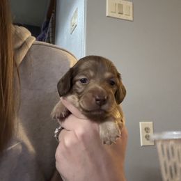 Dachshund Puppies from Spunky Sausage Pups