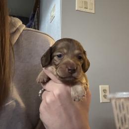 Dachshund Puppies from Spunky Sausage Pups