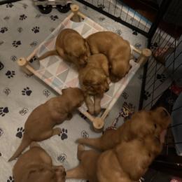 Golden Retriever puppies from Homegrown Goldens