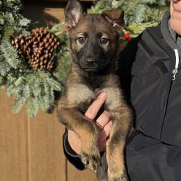 Yellow-Zombie - Sable female German Shepherd puppy in Medical Lake, Washington from Nine Realms German Shepherds