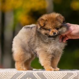 Molly - Pomeranian