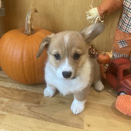 Pembroke Welsh Corgi Puppies from Whistling Wind Corgi’s