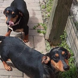 Dachshunds from Efferson's Little Weiners