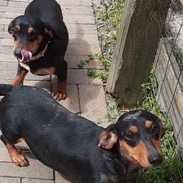 Dachshunds from Efferson's Little Weiners