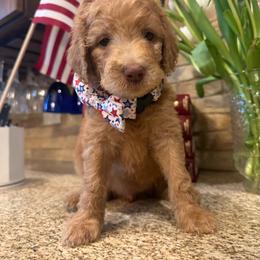 Ellie (Eleanor) - Apricot female Goldendoodle puppy in De Land, Florida from Rezapour Doodle Estate