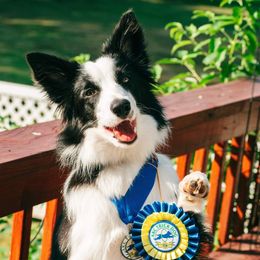 Border Collie Puppies from Lone Wolf Ranch