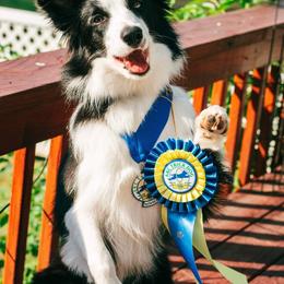 Border Collie Puppies from Lone Wolf Ranch