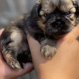Star - Red and tan female Shih Tzu puppy in Chico, California from North State Shih tzus