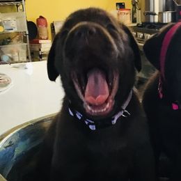 Labrador Retrievers from Shining Sea Labradors of Kauai