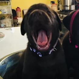 Labrador Retrievers from Shining Sea Labradors of Kauai
