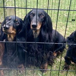 Dachshunds from Howard Hounds