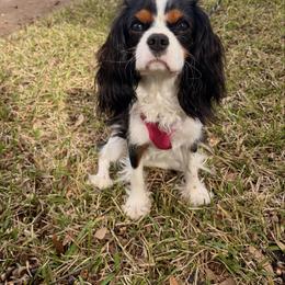 Lola - Cavalier King Charles Spaniel