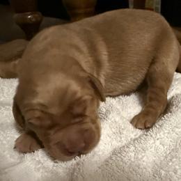 Male 1 - Dark golden male Golden Retriever puppy in Mesa, Arizona from Grand Canyon Goldens