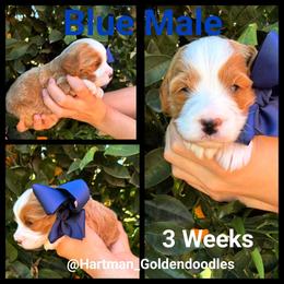 Blue - Parti male Goldendoodle puppy in Upland, California from Hartman Goldendoodles