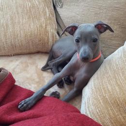 Not yet - Blue and tan male Italian Greyhound puppy in Lexington, Kentucky from Joshua’s Italian Greyhounds