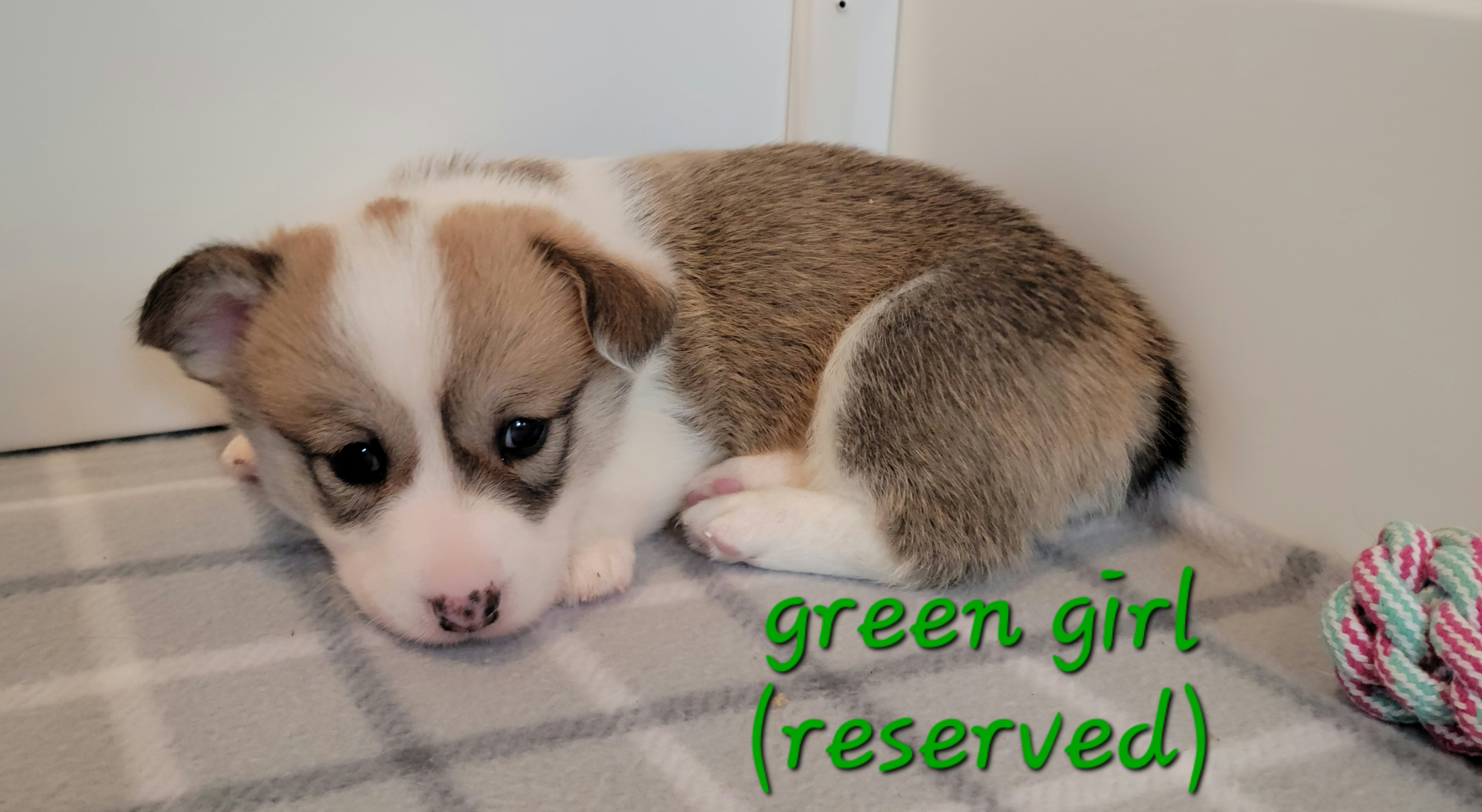 Pembroke Welsh Corgi Puppies from Montana Corgi Corral