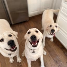 Labrador Retriever All Grown Up from Loving Puppy House